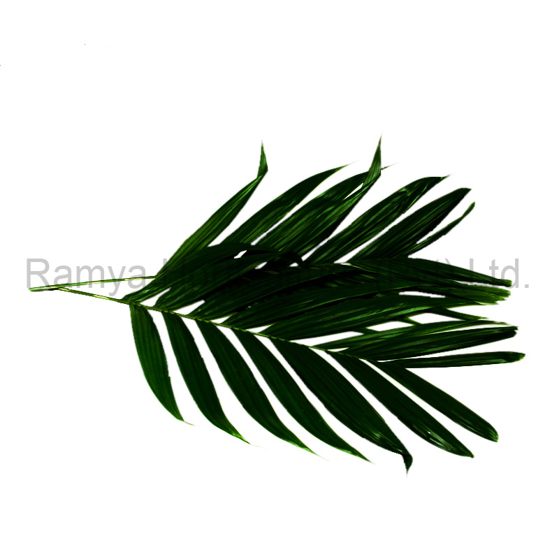 Areca