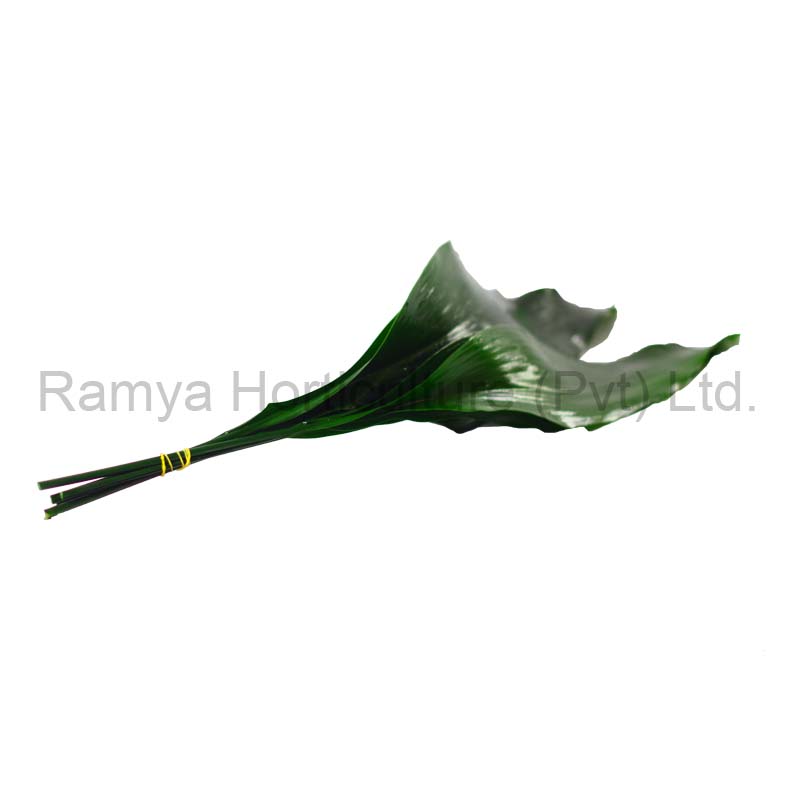 Aspidistra Elatior cut leaves