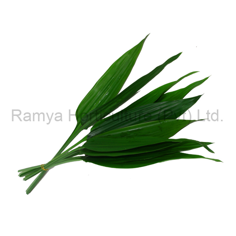 >Dracaena pleomele ‘thalioides’ 