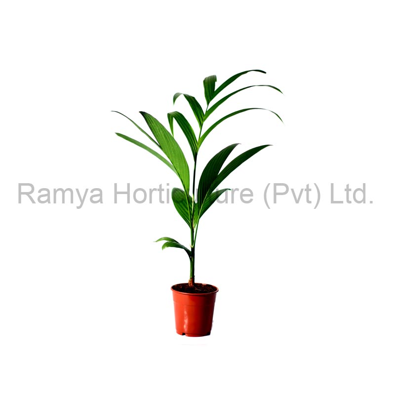 Areca catechu