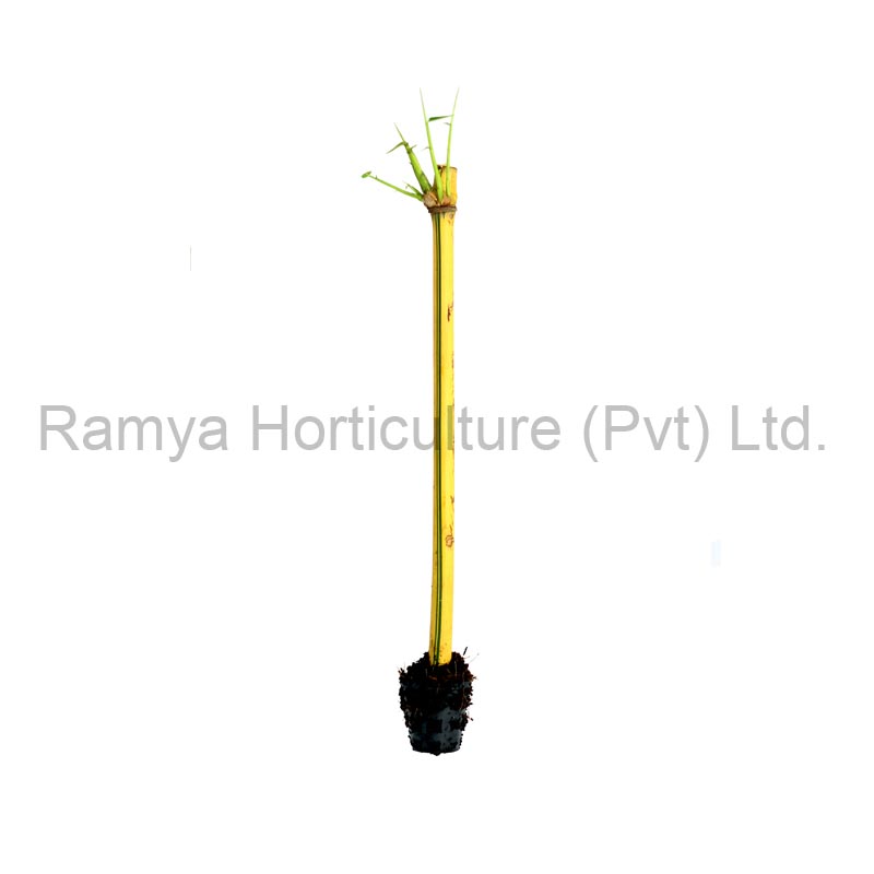 Bambusa vulgaris ‘Yellow’