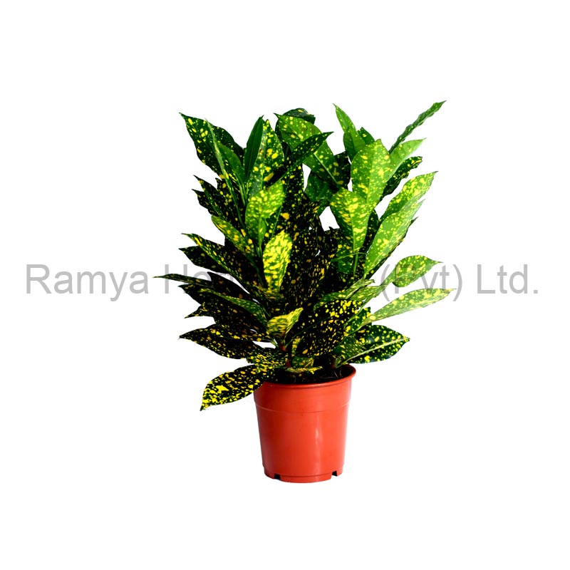 Codiaeum variegatum ‘Acubaefolia’