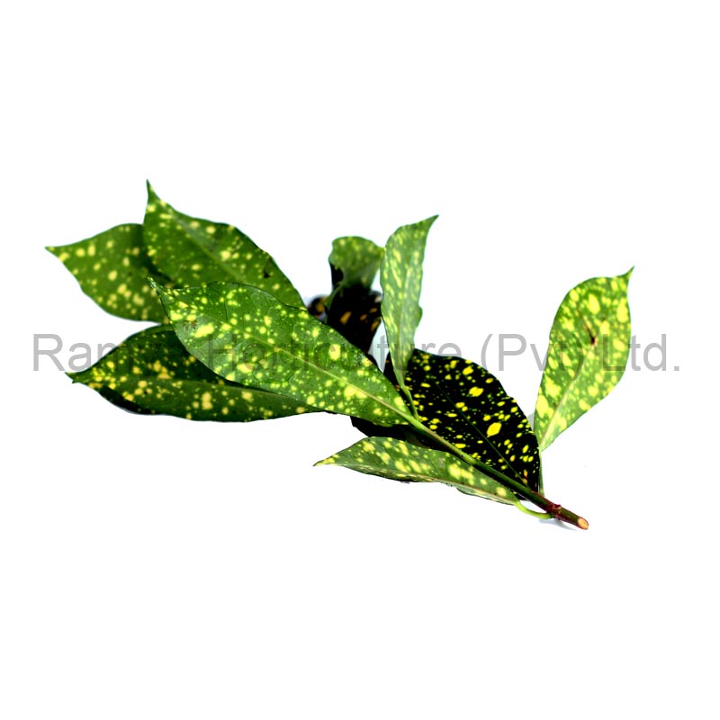 Ramya Horticulture