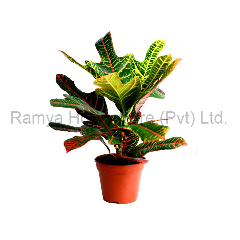 Codiaeum variegatum ‘Excellent’
