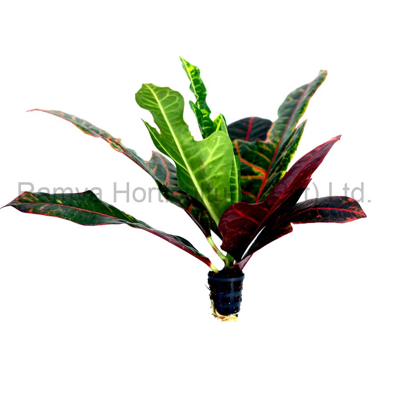 Ramya Horticulture