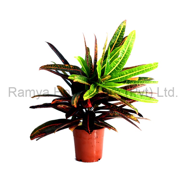Codiaeum variegatum ‘Excurrence’
