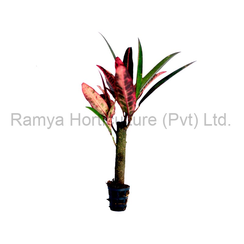 Ramya Horticulture