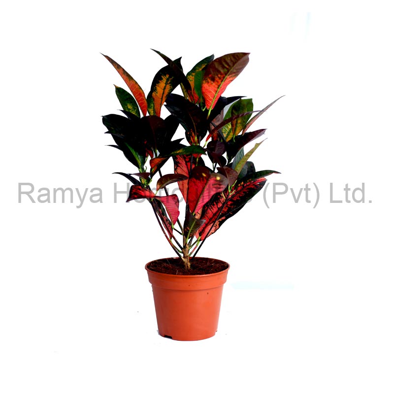 Codiaeum variegatum ‘Mrs.Iceton’