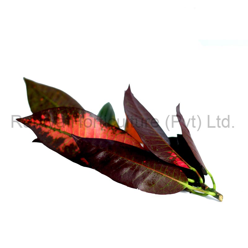 Ramya Horticulture