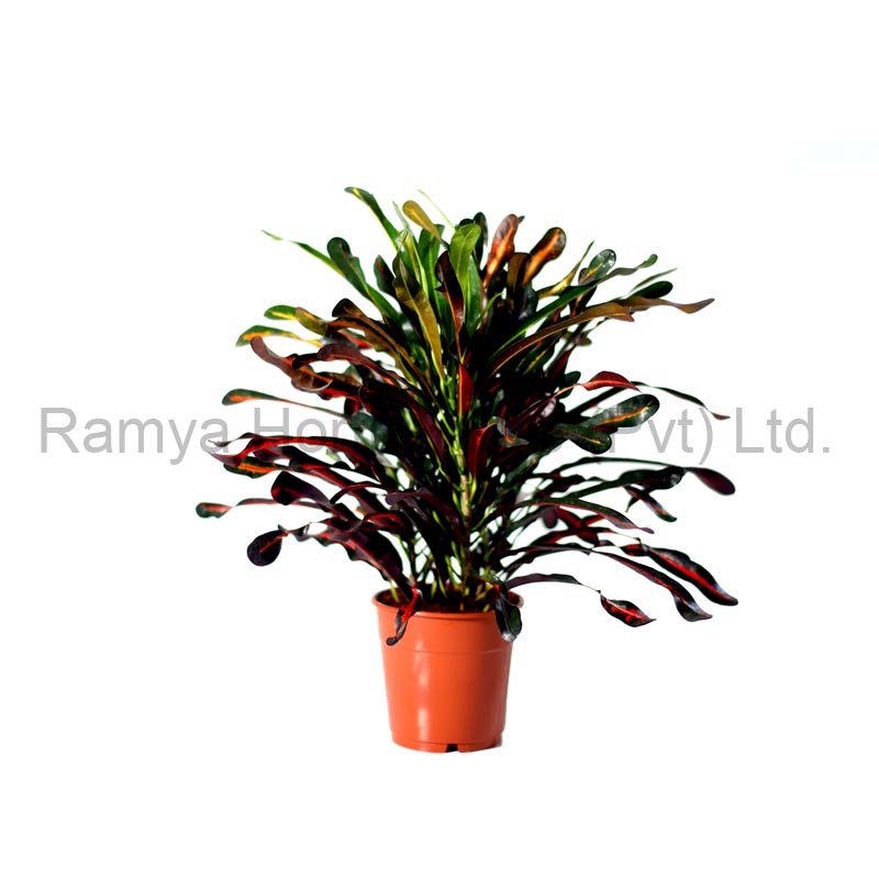Codiaeum variegatum ‘Mariana’