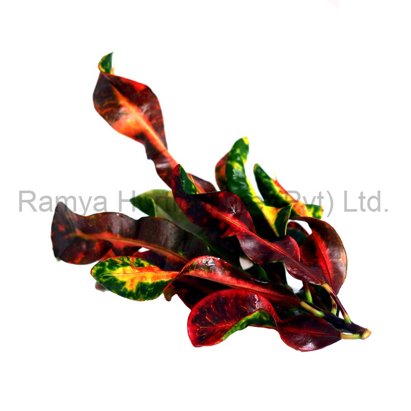Ramya Horticulture