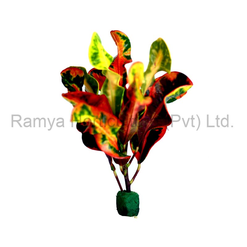 Ramya Horticulture