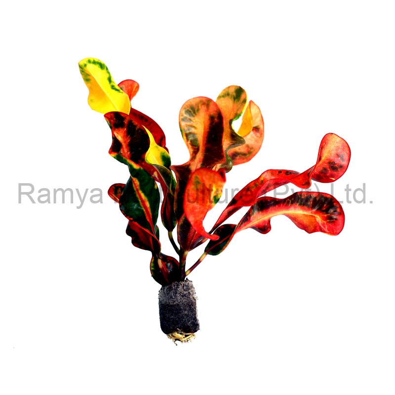 Ramya Horticulture