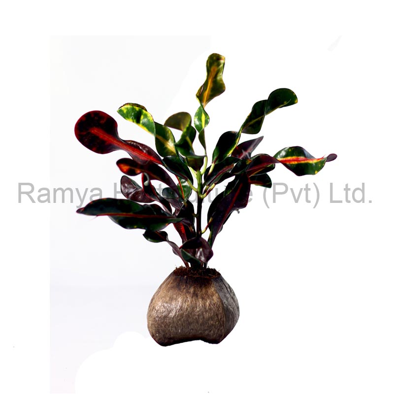 Ramya Horticulture