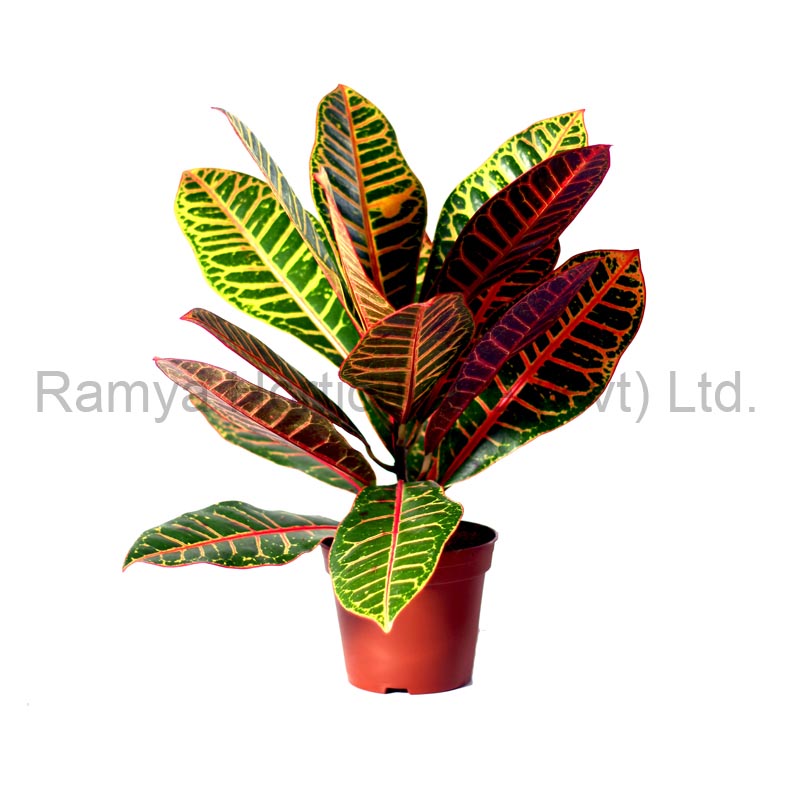Codiaeum variegatum ‘Petra’