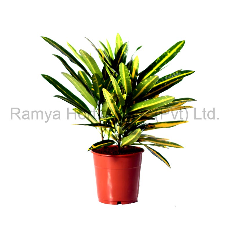 Codiaeum Variegatum 'Sunny Star'