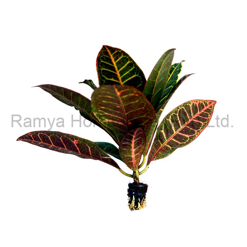 Ramya Horticulture
