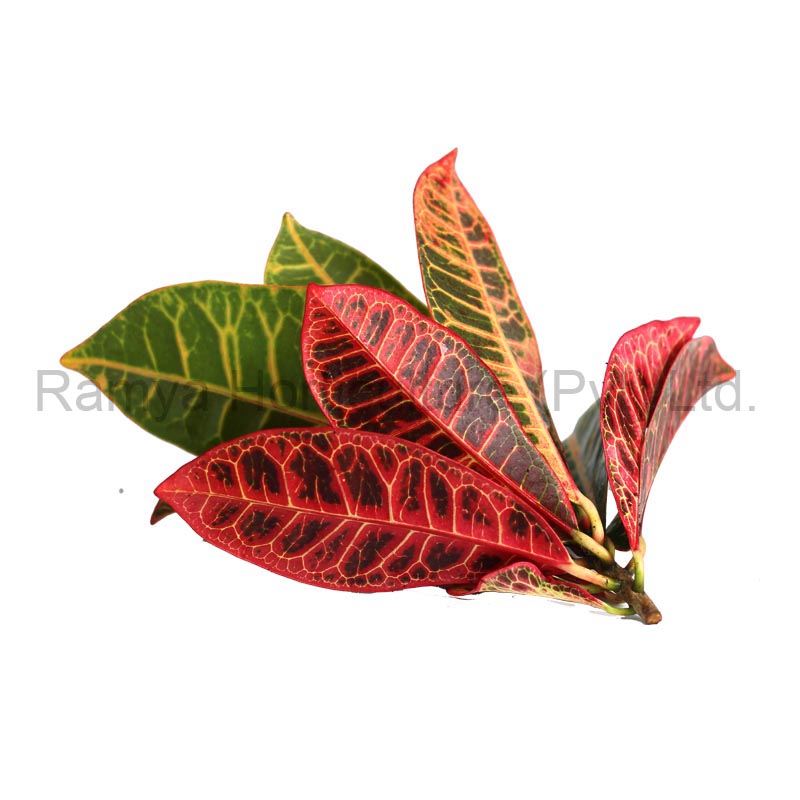 Ramya Horticulture