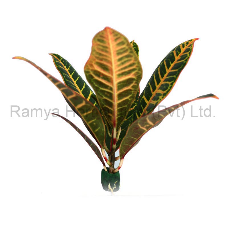 Ramya Horticulture