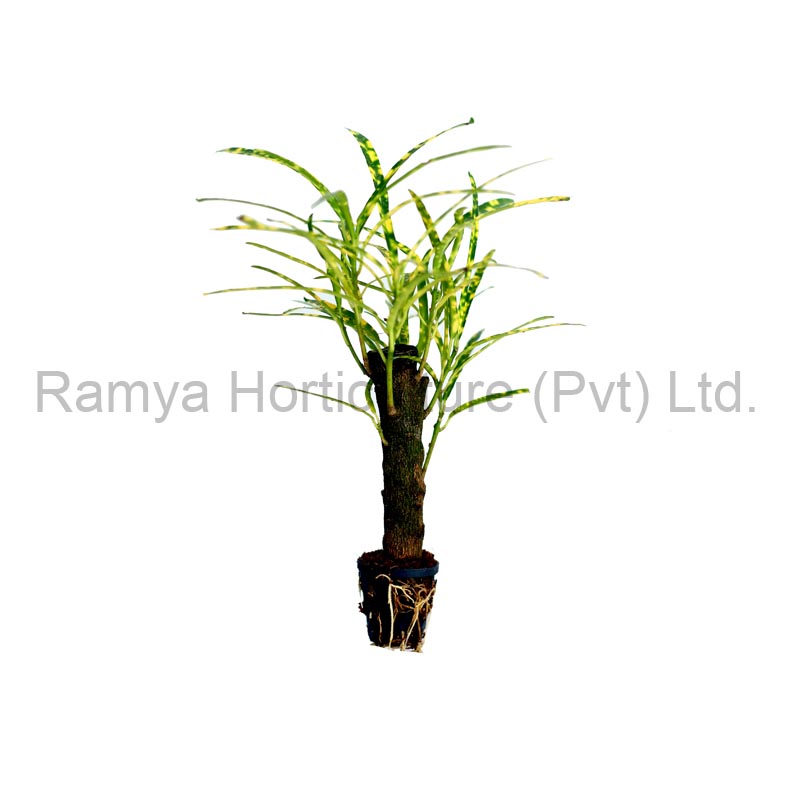 Ramya Horticulture