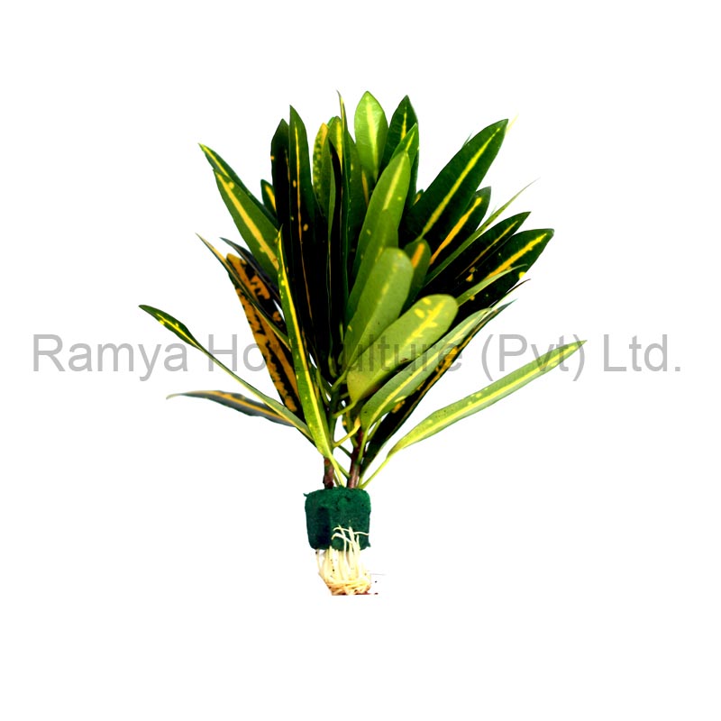 Ramya Horticulture