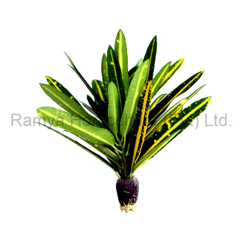 Ramya Horticulture