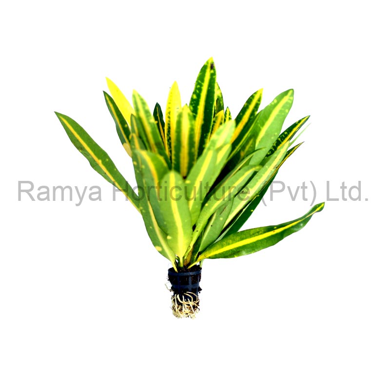 Ramya Horticulture