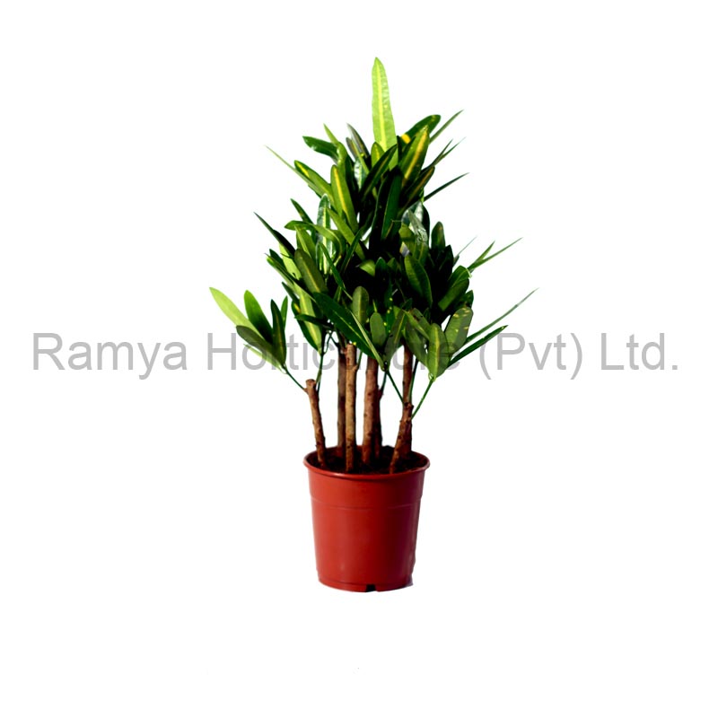 Ramya Horticulture