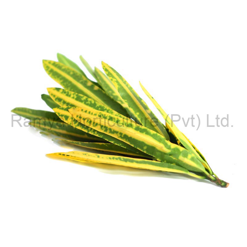 Ramya Horticulture