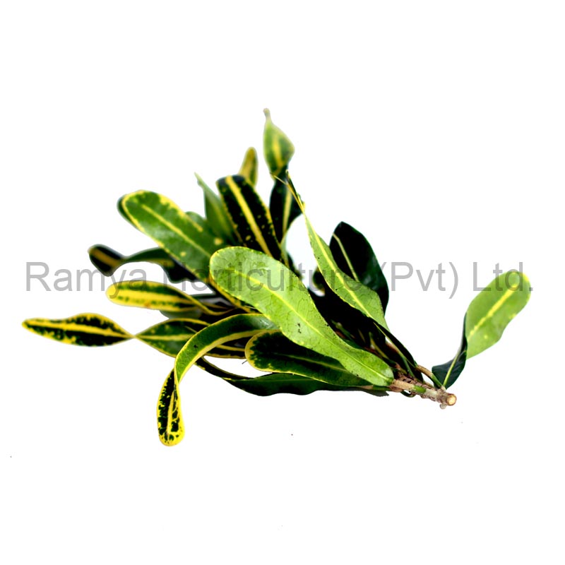 Ramya Horticulture