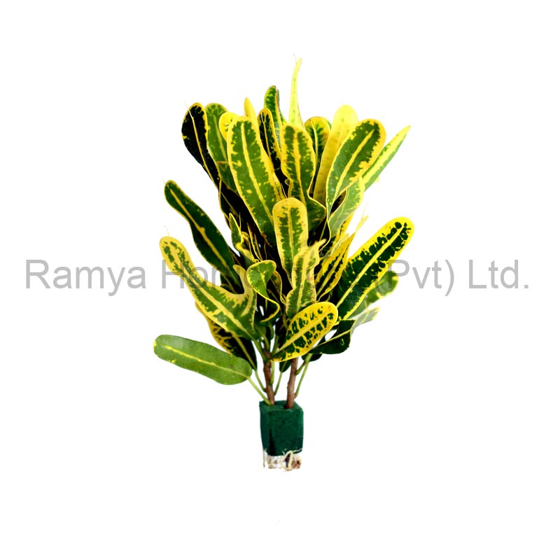 Ramya Horticulture
