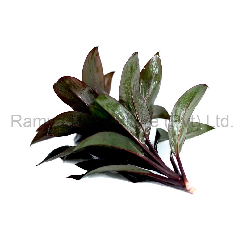 Ramya Horticulture