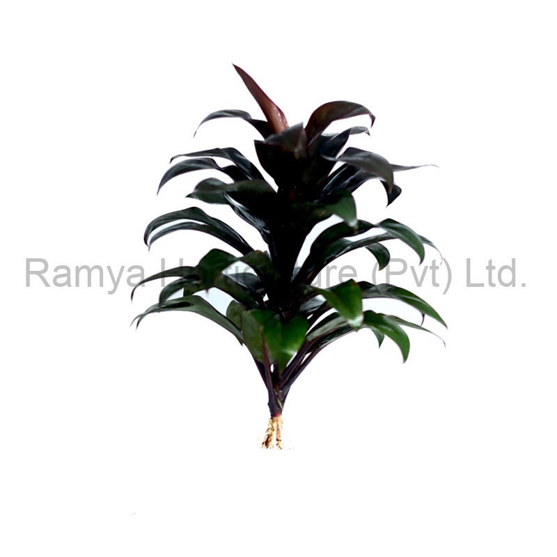 Ramya Horticulture