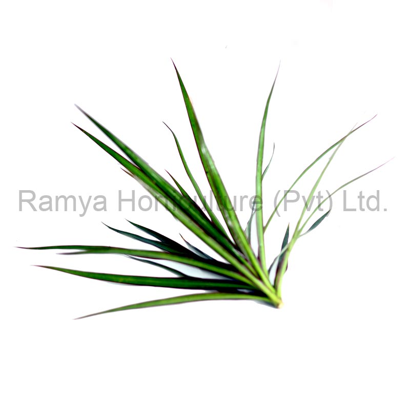Ramya Horticulture