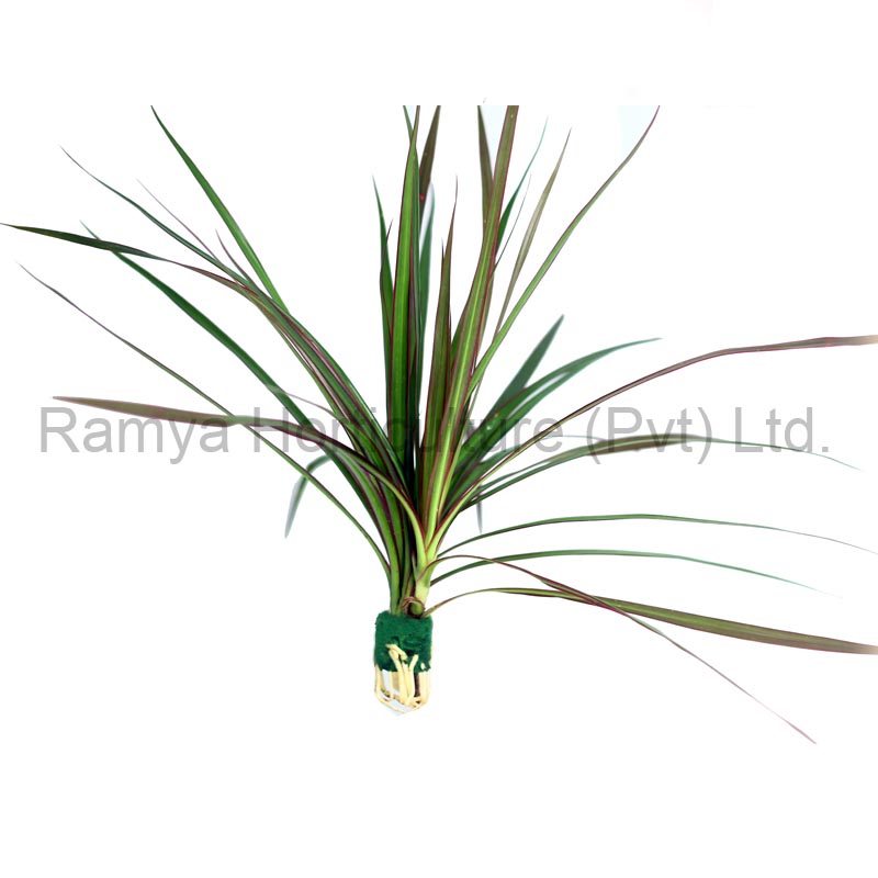 Ramya Horticulture