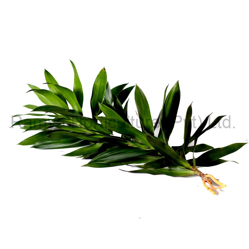 Ramya Horticulture