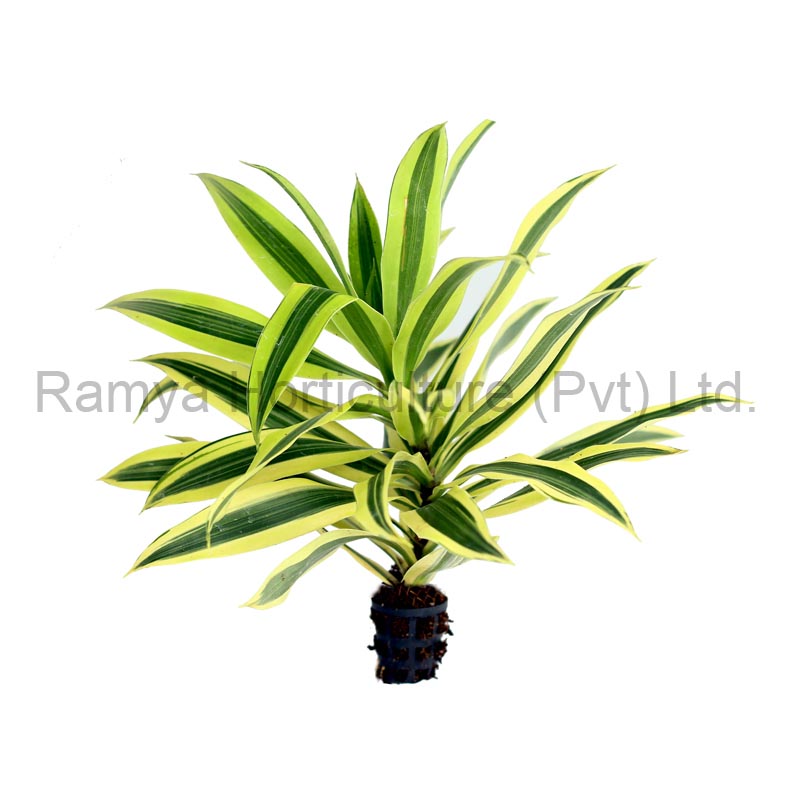 Ramya Horticulture