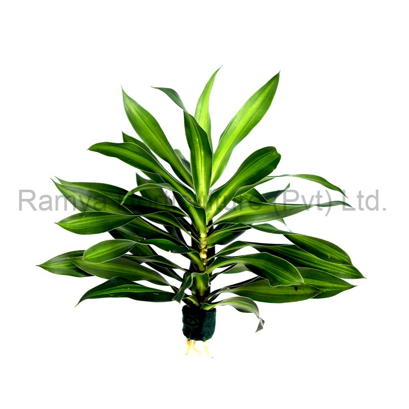 Ramya Horticulture