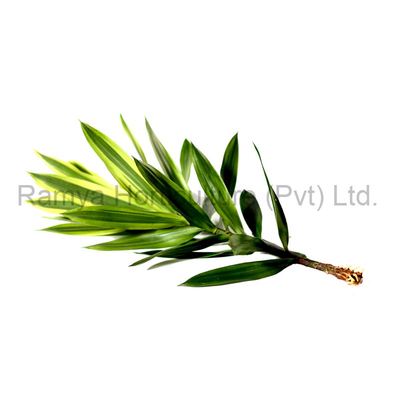 Ramya Horticulture