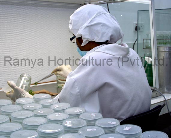 Ramya Horticulture