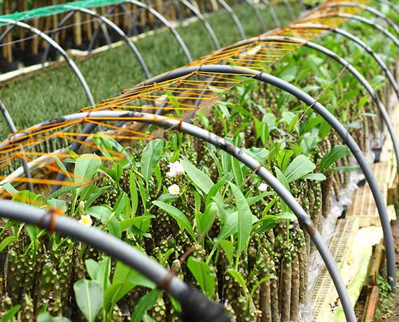 Ramya Horticulture