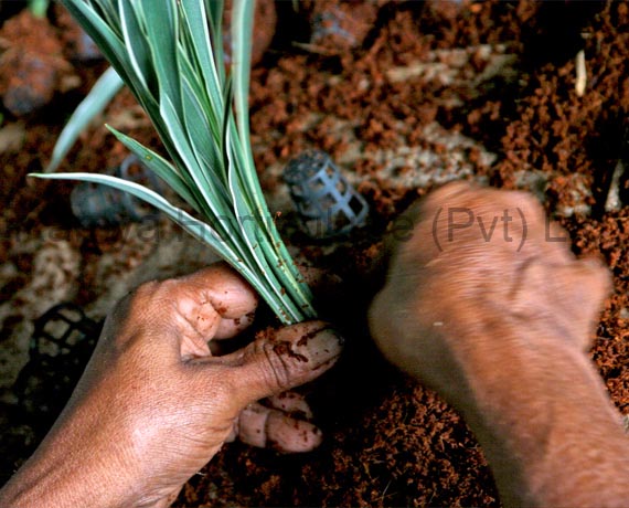 Ramya Horticulture
