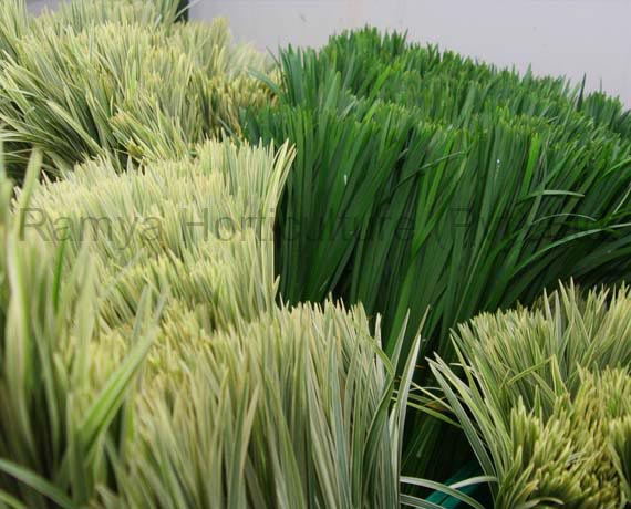Ramya Horticulture