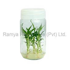 Ramya Horticulture