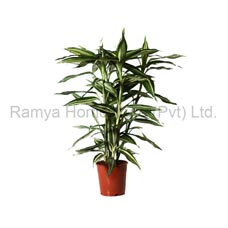 Ramya Horticulture
