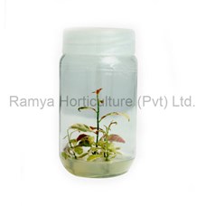 Ramya Horticulture