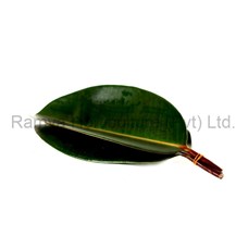 Ramya Horticulture