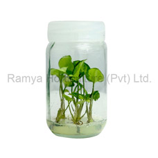 Ramya Horticulture
