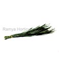 Ramya Horticulture
