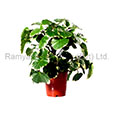 Ramya Horticulture
